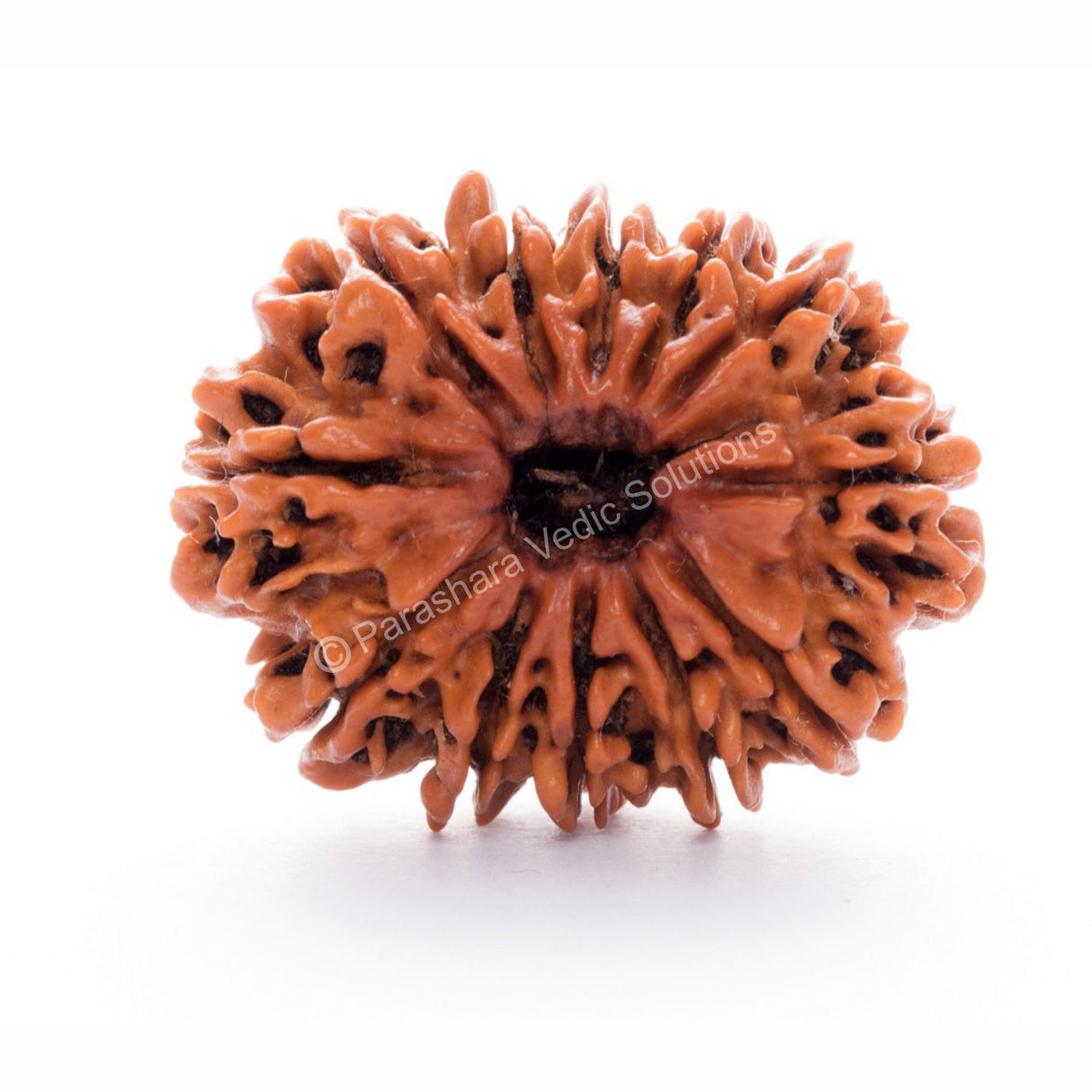 ARKAM Eleven Mukhi Rudraksha Certified/ Original Nepali 11 Mukhi Rudraksh/ Natural 11 faced Rudraksha (Brown) with Certificate and Puja Instructions - Retail Maharaj