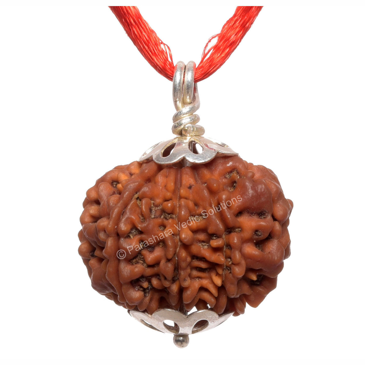 ARKAM Eight Mukhi Rudraksha Certified/ Original Nepali 8 Mukhi Rudraksh/ Natural 8 faced Rudraksha with Silver Pendant (Brown) with Certificate and Puja Instructions - Retail Maharaj
