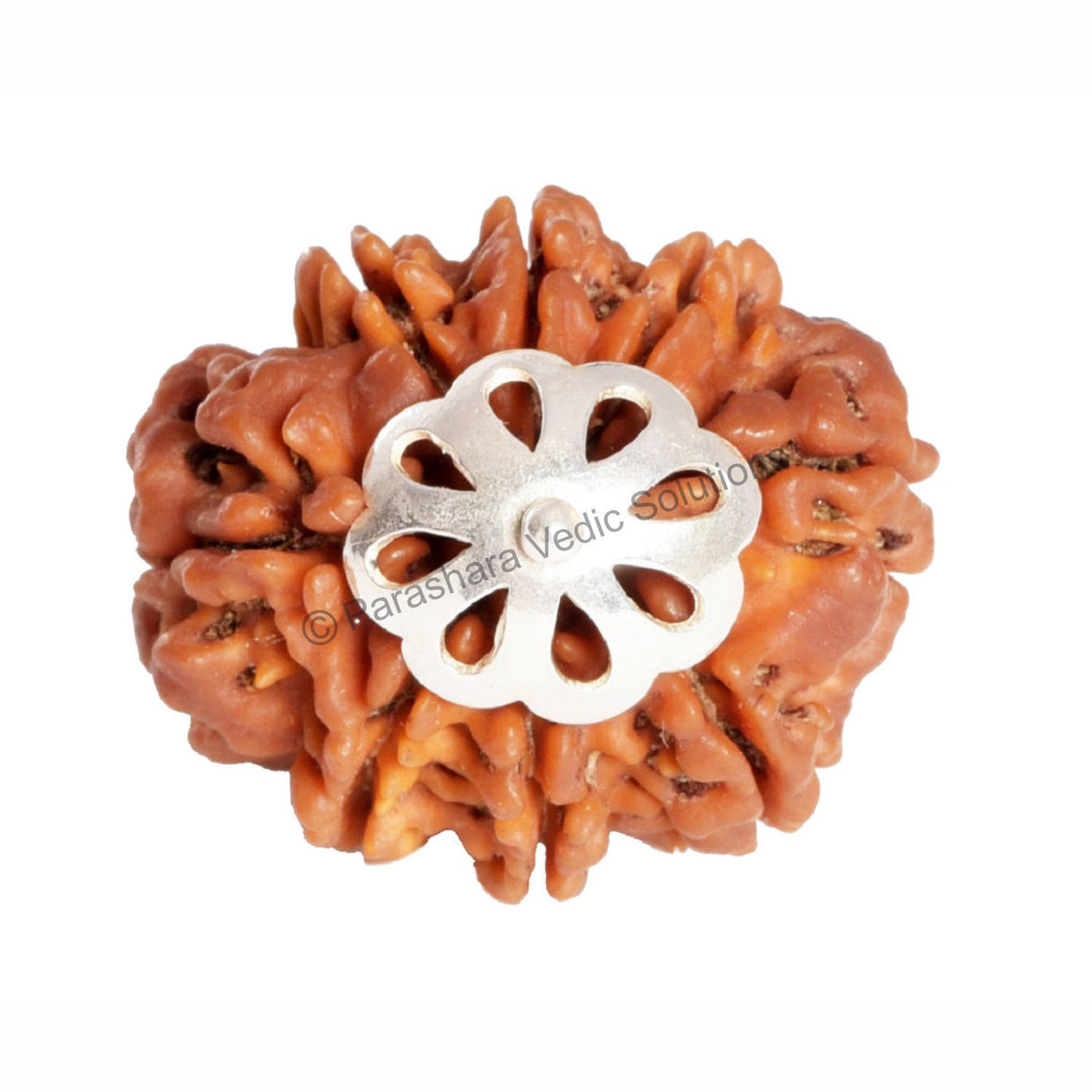 ARKAM Eight Mukhi Rudraksha Certified/ Original Nepali 8 Mukhi Rudraksh/ Natural 8 faced Rudraksha with Silver Pendant (Brown) with Certificate and Puja Instructions - Retail Maharaj