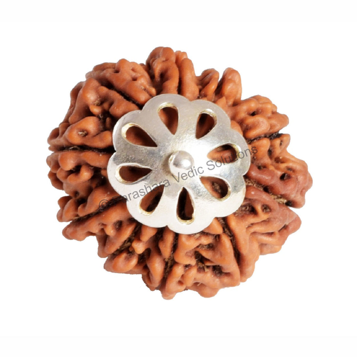 ARKAM Ten Mukhi Rudraksha Certified/ Original Nepali 10 Mukhi Rudraksh/ Natural 10 faced Rudraksha with Silver Pendant (Brown) with Certificate and Puja Instructions - Retail Maharaj