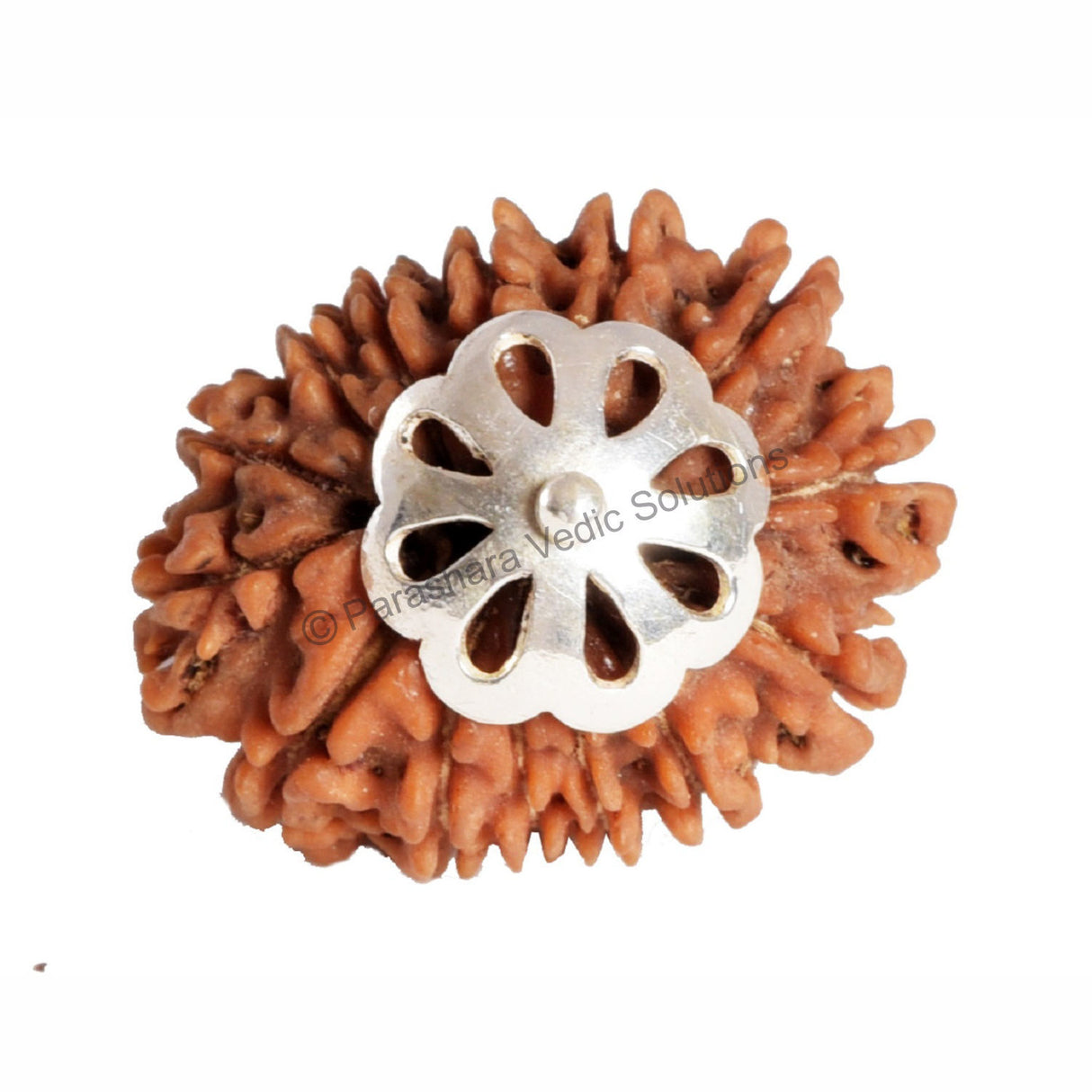 ARKAM Thirteen Mukhi Rudraksha Certified/ Original Nepali 13 Mukhi Rudraksh/ Natural 13 faced Rudraksha with Silver Pendant (Brown) with Certificate and Puja Instructions - Retail Maharaj