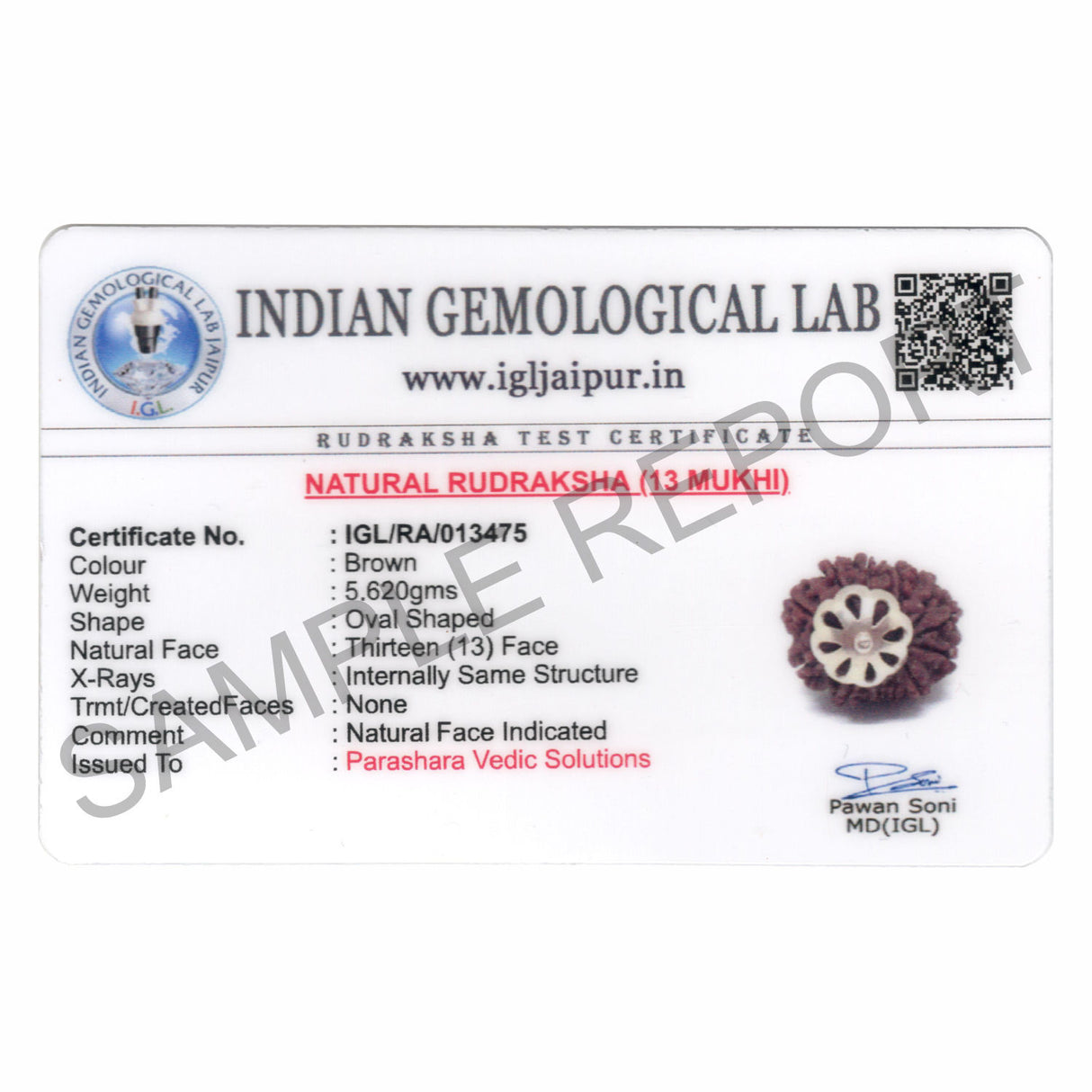 ARKAM Thirteen Mukhi Rudraksha Certified/ Original Nepali 13 Mukhi Rudraksh/ Natural 13 faced Rudraksha with Silver Pendant (Brown) with Certificate and Puja Instructions - Retail Maharaj