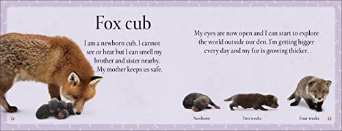 See How They Grow Forest - Retail Maharaj