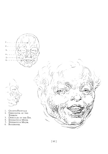 Heads, Features and Faces