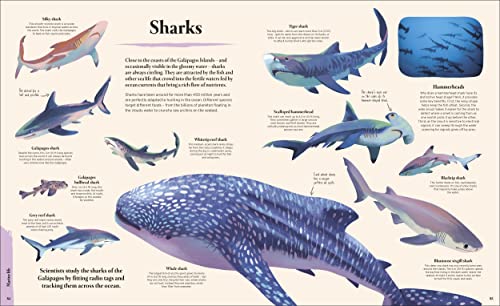 Galapagos - Retail Maharaj