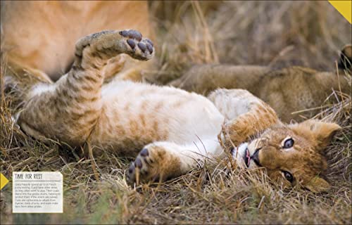 Born to be Wild: How Baby Animals Survive and Thrive - Retail Maharaj