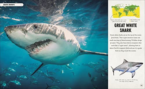 Amazing Animal Journeys: The Most Incredible Migrations in the Natural World - Retail Maharaj