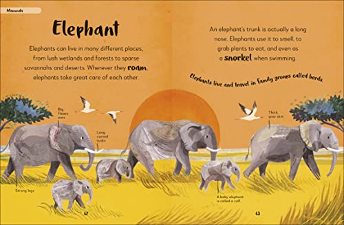 The Bedtime Book of Animals: Take a Peek at more than 50 of your Favourite Animals - Retail Maharaj