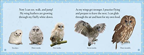 See How They Grow Forest - Retail Maharaj