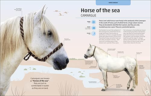 Horses & Ponies: Everything You Need to Know, From Bridles and Breeds to Jodhpurs and Jumping! - Retail Maharaj