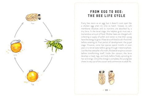 The Little Book of Bees: An illustrated guide to the extraordinary lives of bees - Retail Maharaj