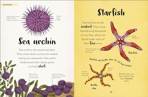 Bedtime Books: A Lovable Introduction to Animals and Dinosaurs - Retail Maharaj