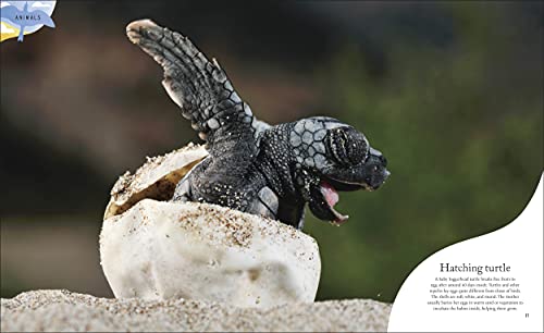 Nature's Treasures: Tales Of More Than 100 Extraordinary Objects From Nature - Retail Maharaj