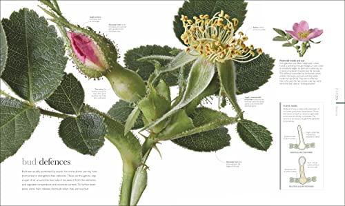 The Science of Plants: Inside their Secret World - Retail Maharaj