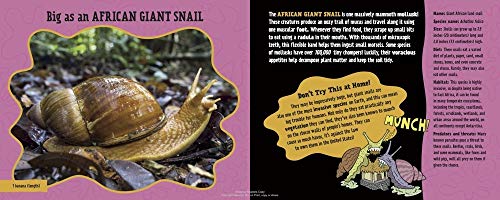 Big as a Giant Snail