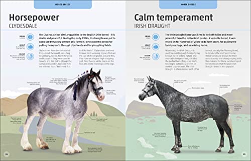 Horses & Ponies: Everything You Need to Know, From Bridles and Breeds to Jodhpurs and Jumping! - Retail Maharaj