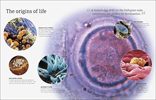 Your Pregnancy Week By Week - Retail Maharaj