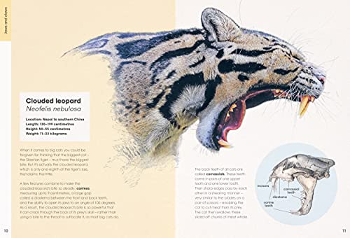 Ben Rothery's Deadly and Dangerous Animals - Retail Maharaj