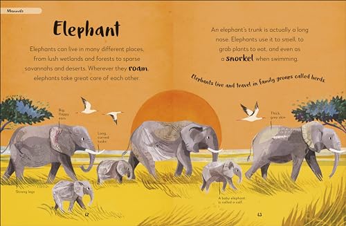 Bedtime Books: A Lovable Introduction to Animals and Dinosaurs - Retail Maharaj