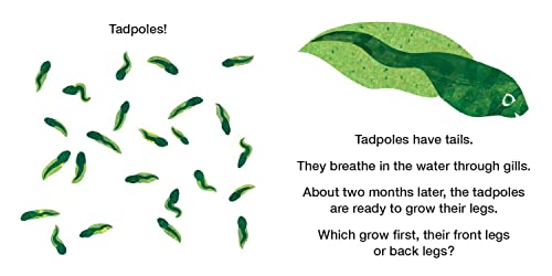 How Does a Tadpole Grow?: Life Cycles with The Very Hungry Caterpillar
