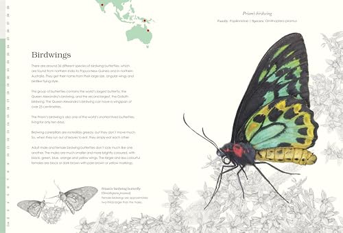 Sensational Butterflies - Retail Maharaj