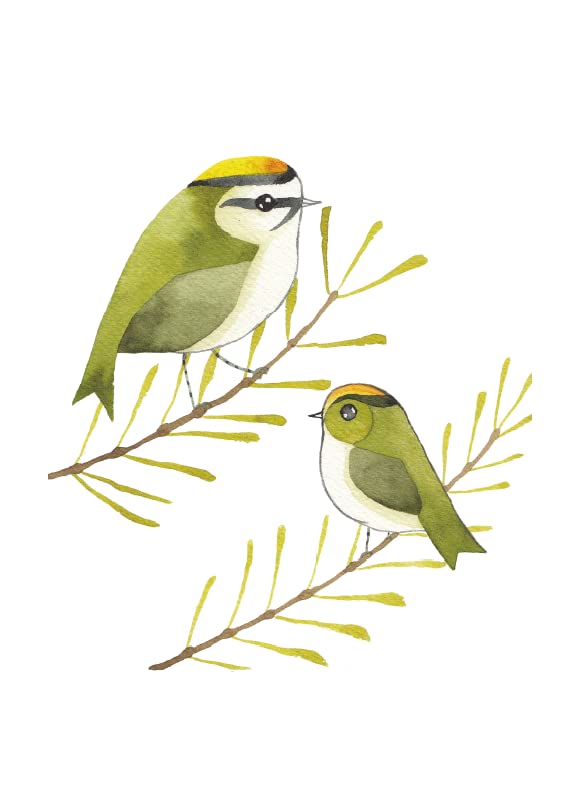 Our Garden Birds: a stunning illustrated guide to the birdlife of the British Isles - Retail Maharaj