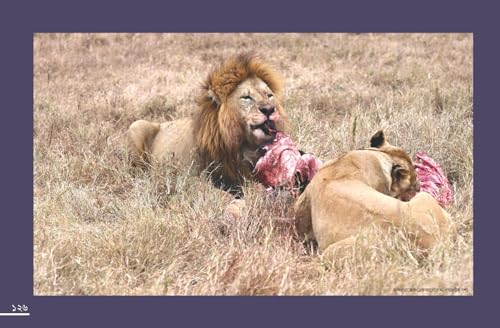 Ghure Elam Africa (Bengali Version) - Retail Maharaj