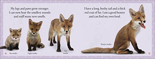 See How They Grow Forest - Retail Maharaj