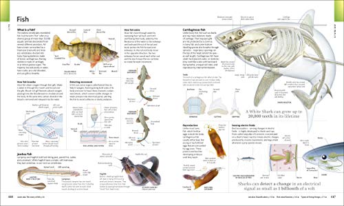 The Visual Encyclopedia - Retail Maharaj