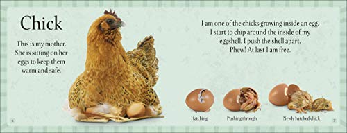 See How They Grow Farm - Retail Maharaj