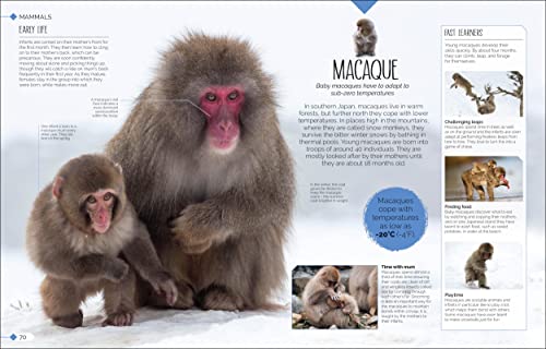 Born to be Wild: How Baby Animals Survive and Thrive - Retail Maharaj