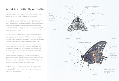 Sensational Butterflies - Retail Maharaj