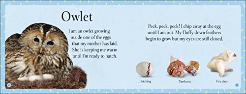 See How They Grow Forest - Retail Maharaj