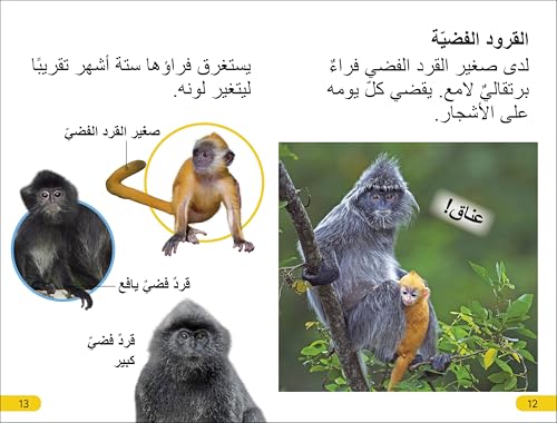 DK Super Readers Level 2 Wild Baby Animals (Arabic translation) - Retail Maharaj