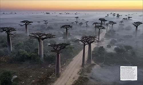 The Tree Book: The Stories, Science, and History of Trees - Retail Maharaj