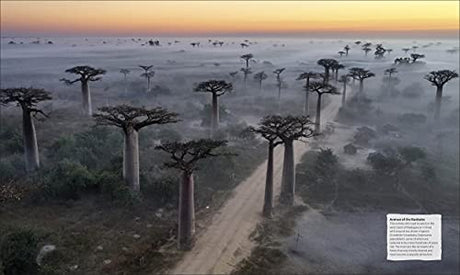 The Tree Book: The Stories, Science, and History of Trees - Retail Maharaj