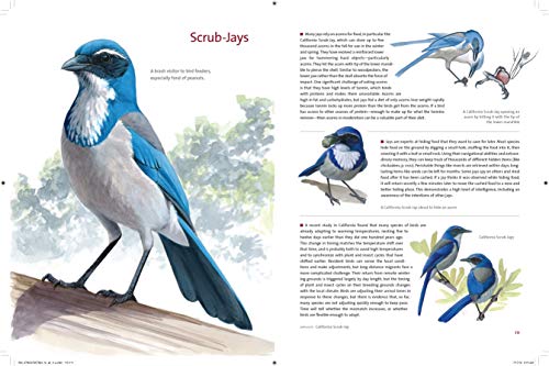 What It's Like to Be a Bird: From Flying to Nesting, Eating to Singing--What Birds Are Doing, and Why