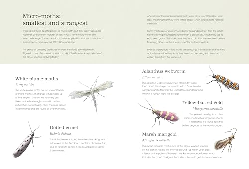 Sensational Butterflies - Retail Maharaj