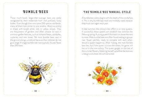 The Little Book of Bees: An illustrated guide to the extraordinary lives of bees - Retail Maharaj