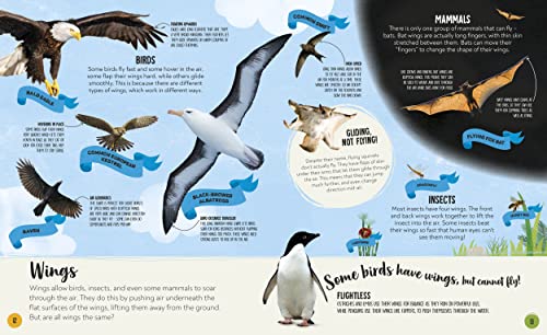 What's the Difference? Animals: Spot the difference in the animal kingdom! - Retail Maharaj