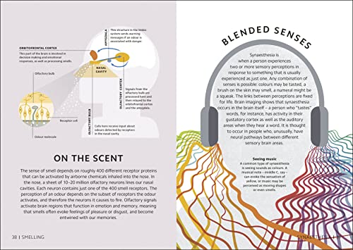 Simply The Brain (DK Simply) - Retail Maharaj