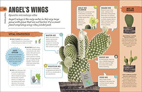 Happy Cactus - Retail Maharaj