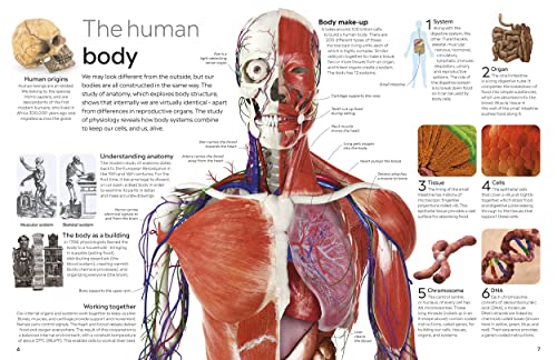 Human Body - Retail Maharaj