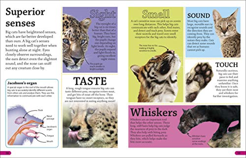 DKfindout! Big Cats - Retail Maharaj