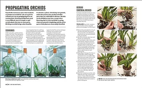 Grow Orchids: Essential Know-how and Expert Advice for Gardening Success - Retail Maharaj