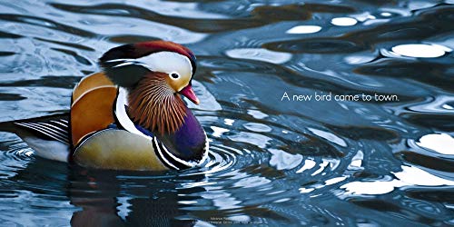 The Tale of the Mandarin Duck: A Modern Fable