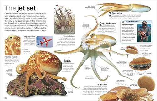 Ocean - Retail Maharaj