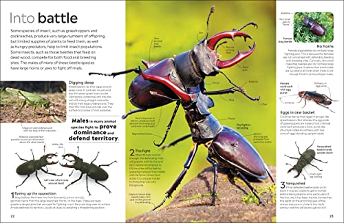 Insect - Retail Maharaj