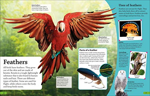 DKfindout! Birds - Retail Maharaj