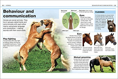 HORSES - Retail Maharaj